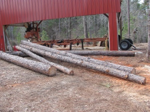 logs skidded and ready to buck
