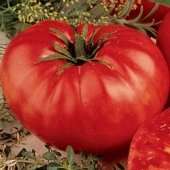Beefsteak Tomato Seeds[1]
