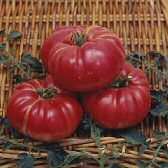 Dutchman Tomato Seeds[1]
