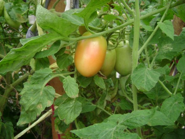 Garden TomatoesDSC00057
