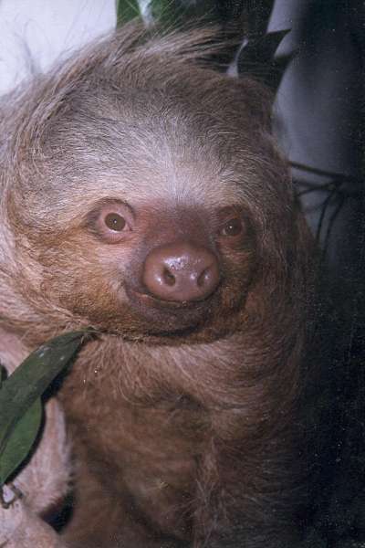 sloth w NOEL
