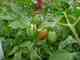 Garden_Tomatoes_DSC00059.JPG