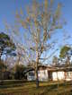 Tree-01_Feb_2009.JPG