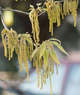 Tree-04_Pollen_strings_and_immature_leaves_-_March_2014.jpg