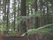 Redwood Pic 1.jpg