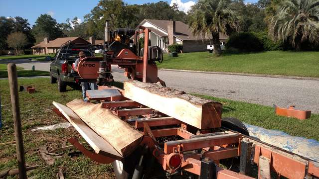 Sawing Silver Maple in a front yard
