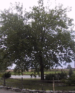 Unknown tree
