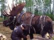 moose logging.JPG