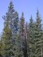 pine&white spruce.JPG