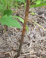 2 year old American Chestnut with Blight
