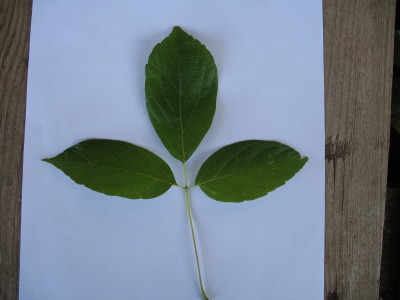 Acer Negundo leaf 2
