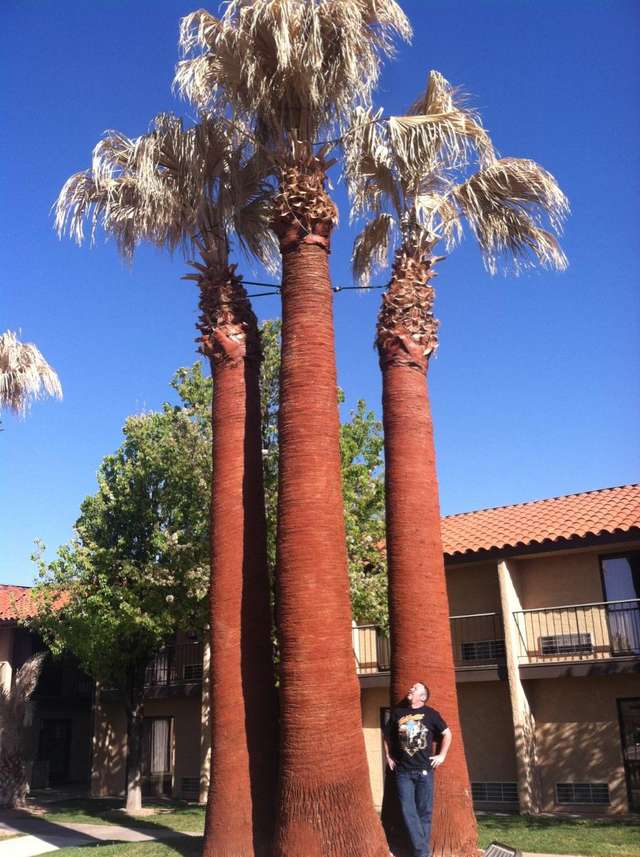 Palmtree
