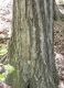 northern-red-oak-lower-bark.jpg