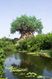 south_africa_tree_1_ff.jpg