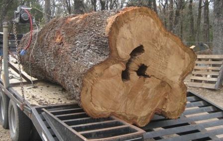 live oak log 
