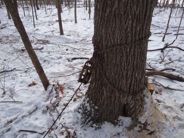 snatch block
Snatch block chained to a basswood
Keywords: logging, skidding, basswood