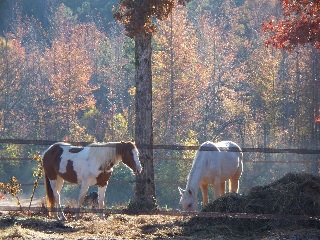 Some of my horses
This paint mare was born here on the place...
