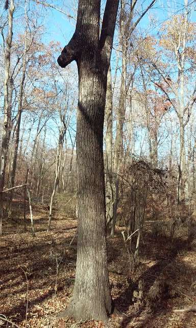 another tree with a nose 
In the woods behind the house.
