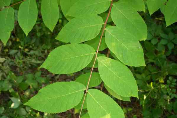 butternut leaves
