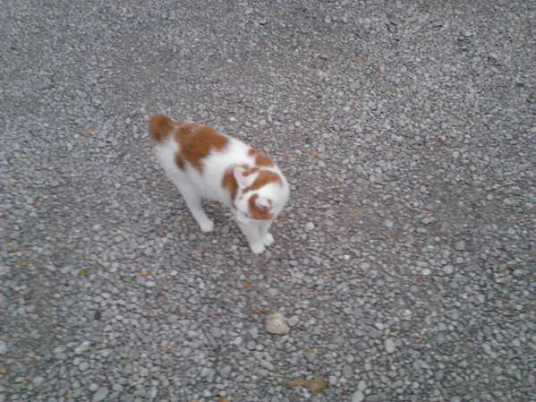 Killer
Killer is our bob tailed cat that patrols the place ...he is about 12
