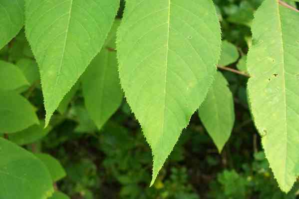 butternut leaf
