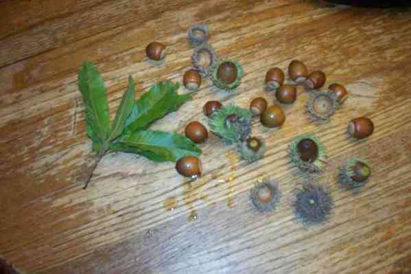leaves and nuts from saw tooth oak
