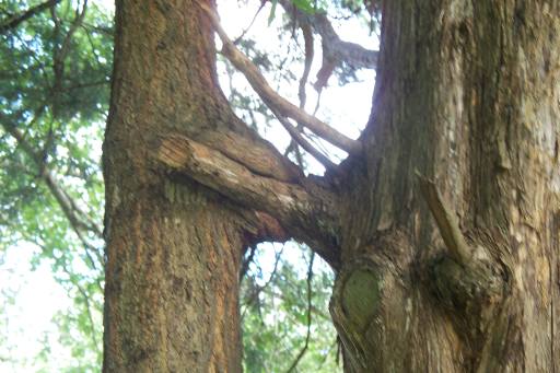 willow oak locking on to a cedar 1
