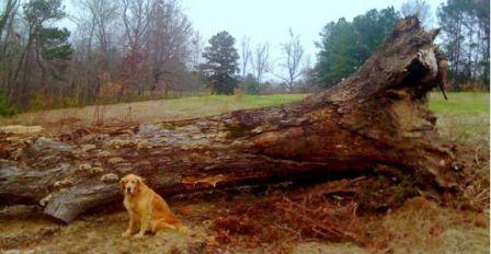 Katrina White Oak and Golden Retriever
This is what I measured to determine the cutting width on my homemade mill.  This was taken Jan. 4, 2009.  It is looking more like firewood. Any Ideas?
Keywords: big white oak tree