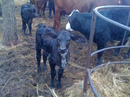 Big eared calf
Two week old heifer  calf from favorite cow.
brahma/holstein x brangus cross
Keywords: brahma/holstein x brangus cross