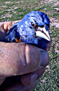 "blue" bluebird.
Yes that is my hand.  They bite hard.
Keywords: blue bird