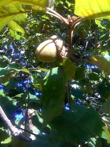 Swamp Chestnut Oak Acorn
big acorn
Keywords: Swamp chestnut oak acorn