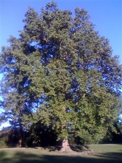 Swamp chestnut oak
Big tree
Keywords: Swamp chestnut oak