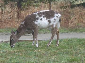 Extra white tail deer
