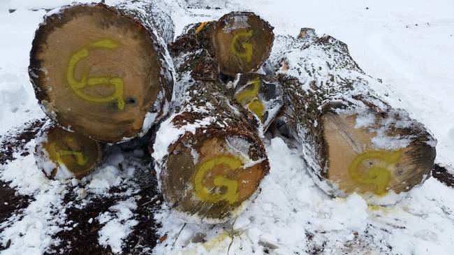 Tree service logs Bur Oak
