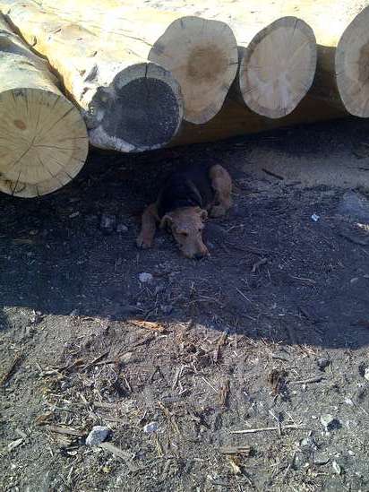 My log dog - got it made in the shade !
