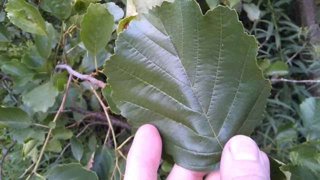 Leaf
