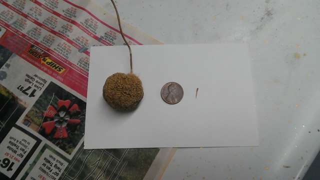 Seed Ball and Seed
