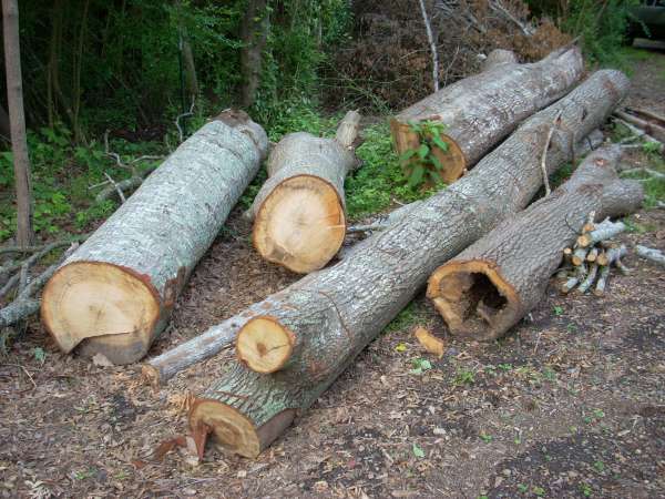 DSCN0172
Red Oak logs??

