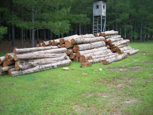DSCN0202
Wack-O-Cedar Logs
