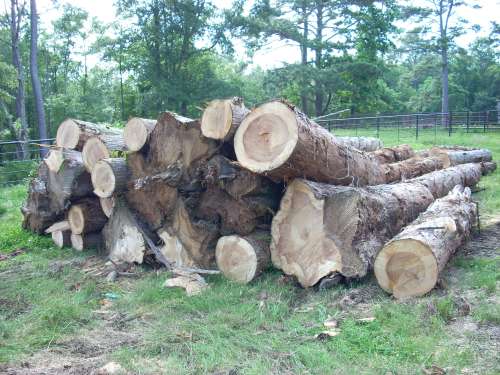 DSCN0205
Cypress Logs
