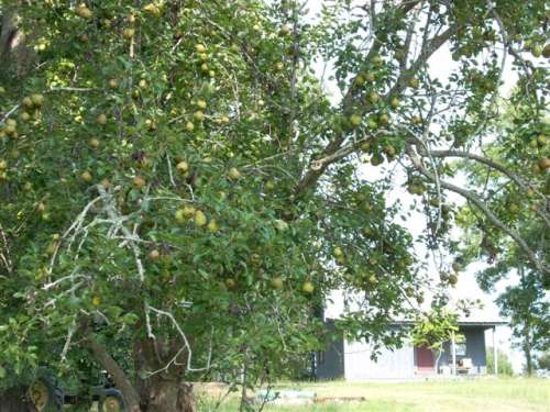 DSCN0270 (Small)
Loaded Pear Tree
