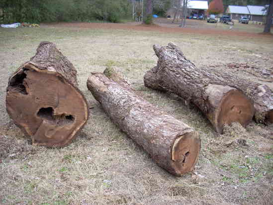 Ugly Walnut logs
