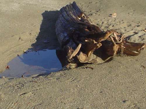 Killby
A stump on the beach.
