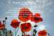 happy-veterans-day-2014-poppy-images-2.jpg