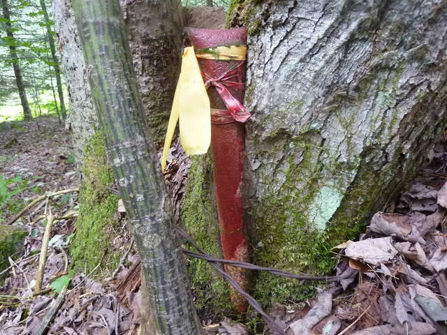 Pin In Tree 1
