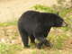 bear_2011_006.JPG
