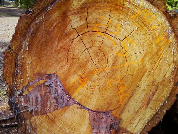 Old growth Douglas fir
nice log but bad pitch ring
