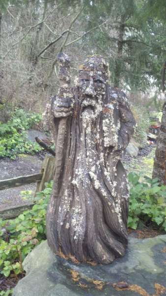 Old cedar stump wizard
