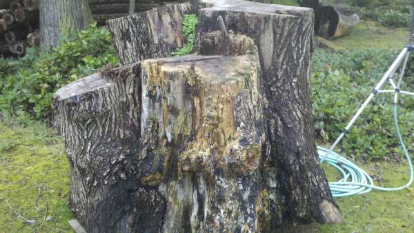 5 stumps in one Maple 56" across 
