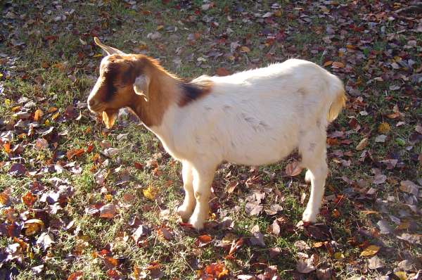 Billy goat
